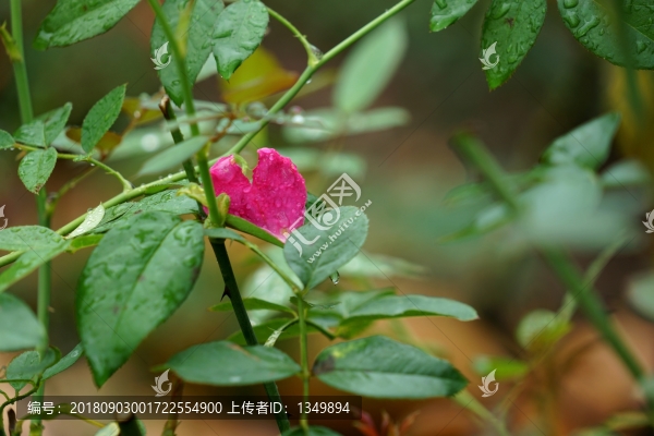 玫瑰殘花