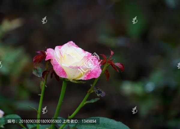 粉紅色玫瑰花