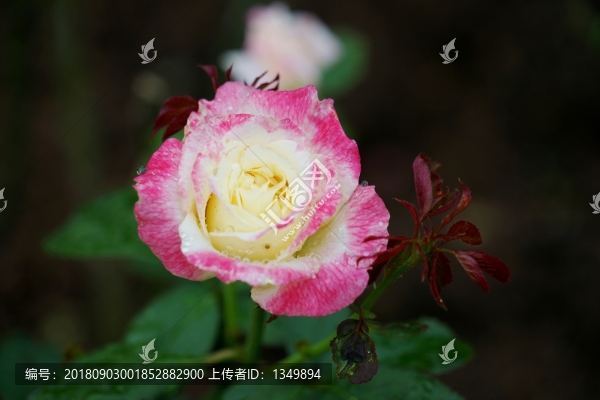 粉紅色玫瑰花