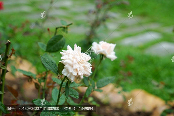 黃色玫瑰花