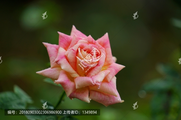 粉紅色玫瑰花