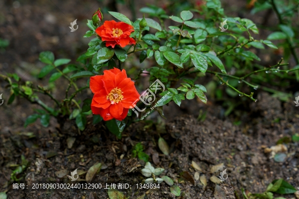 紅色玫瑰花