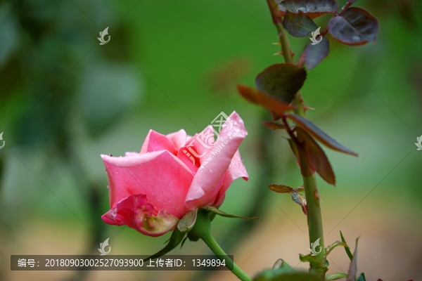 粉紅色玫瑰花