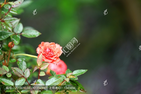 粉紅色玫瑰花
