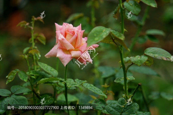 粉紅色玫瑰花