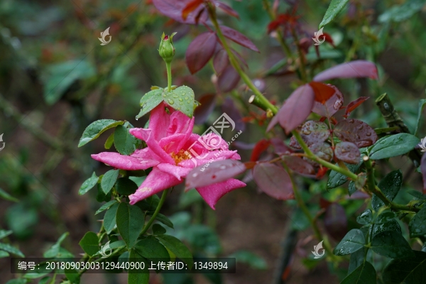 粉紅色玫瑰花