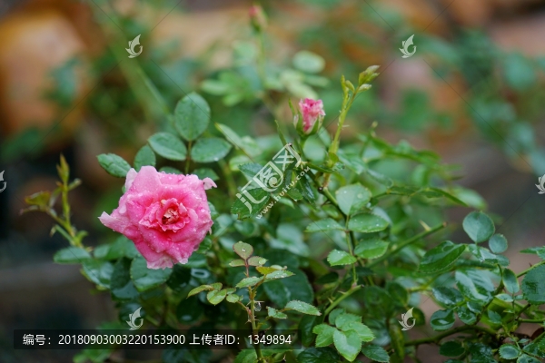 粉紅色玫瑰花