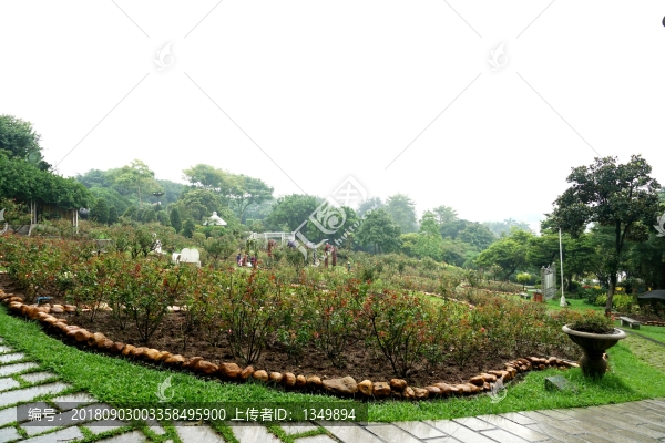 玫瑰園