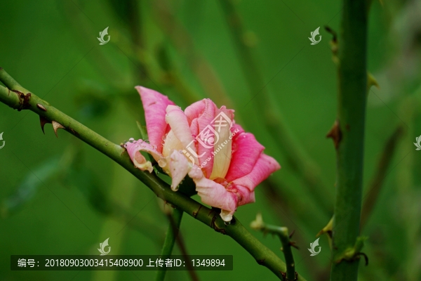 玫瑰花