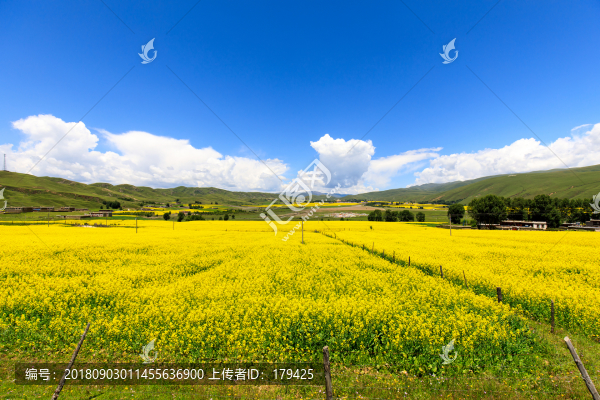 川西甘孜八美草原風光油菜花海