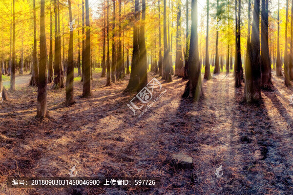 秋天陽光樹林