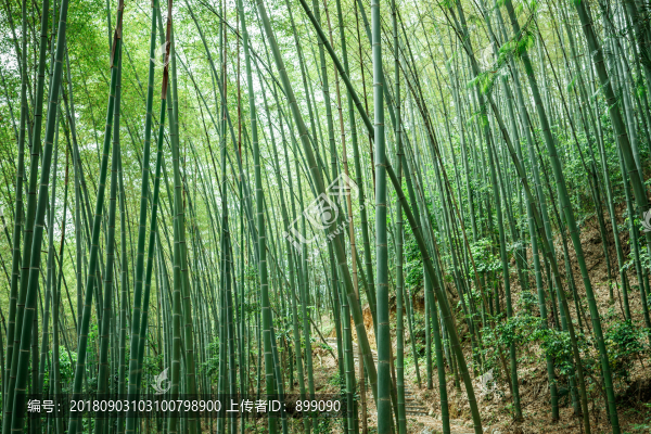 竹林