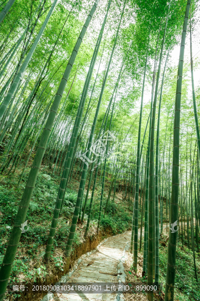 綠竹林