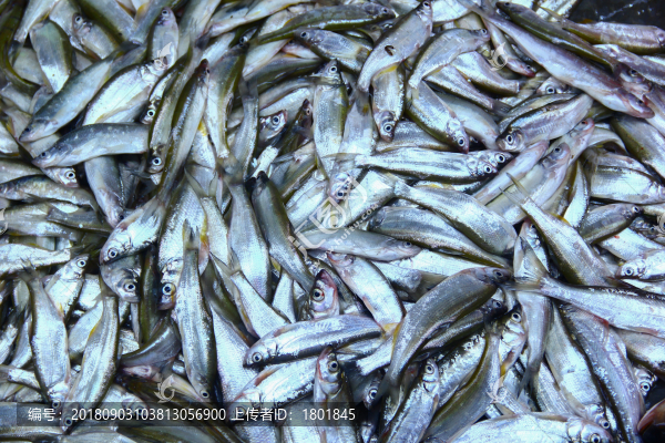死魚