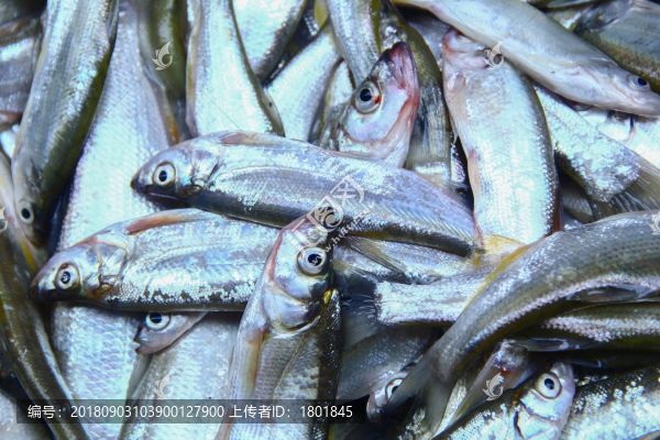 死魚眼