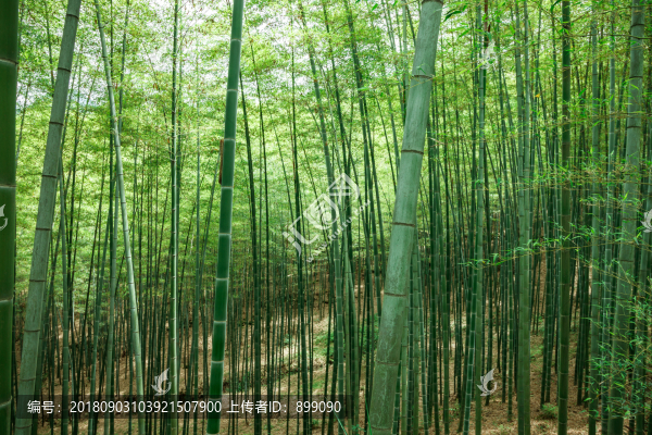 綠竹林