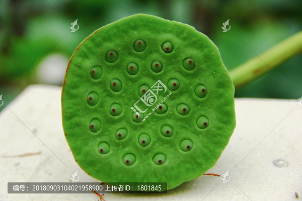 水果構(gòu)成