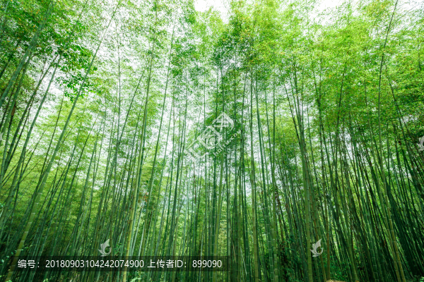 竹林素材