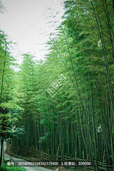 竹林小路