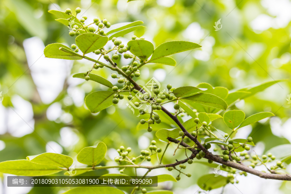 花椒