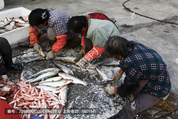 太湖白魚加工場景