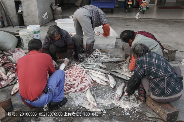魚類加工
