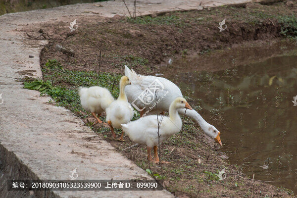 白鵝