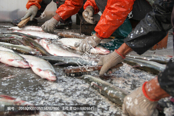 魚類加工