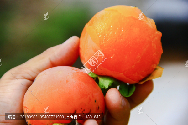 水果構(gòu)成