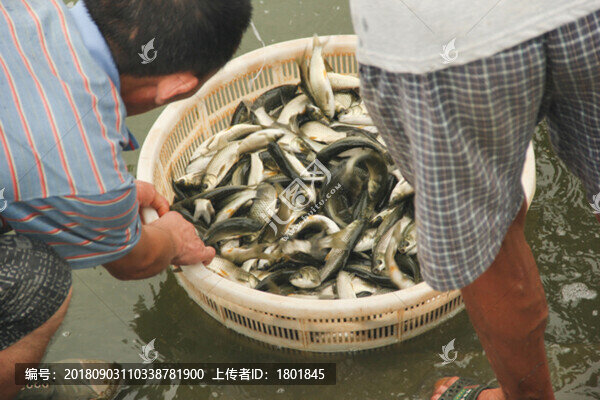 撈魚