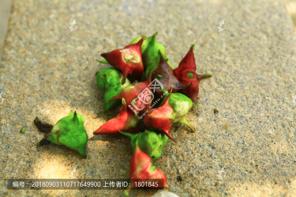 太湖紅菱角