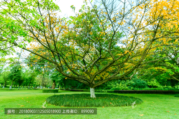 草地綠樹