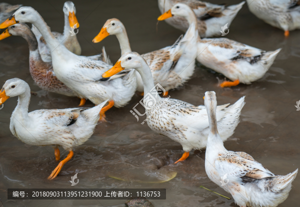 散養(yǎng)鴨子