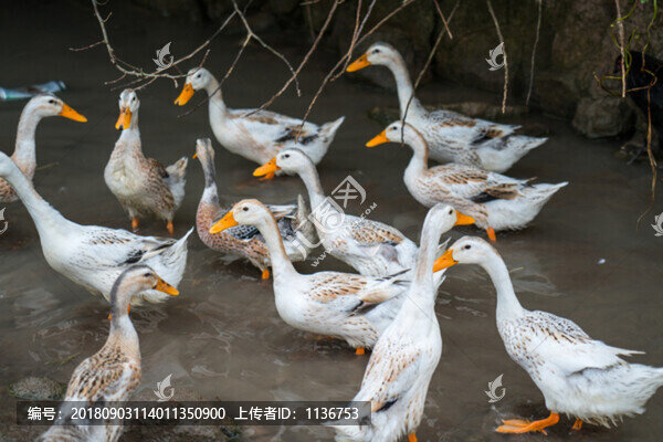 散養(yǎng)鴨子