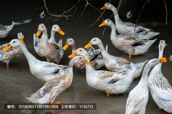 散養(yǎng)鴨子