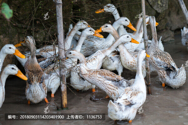 散養(yǎng)鴨子