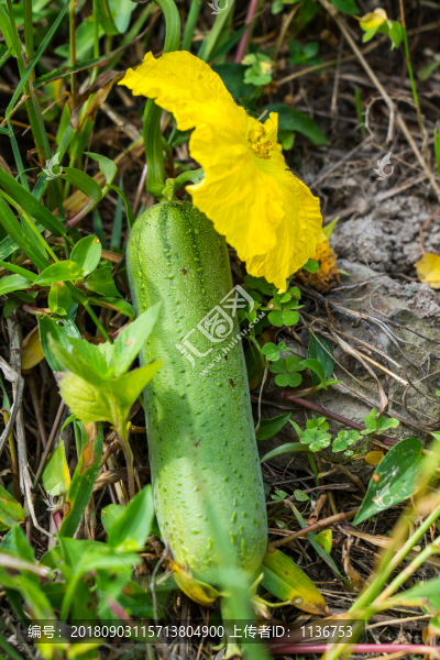 菜園絲瓜