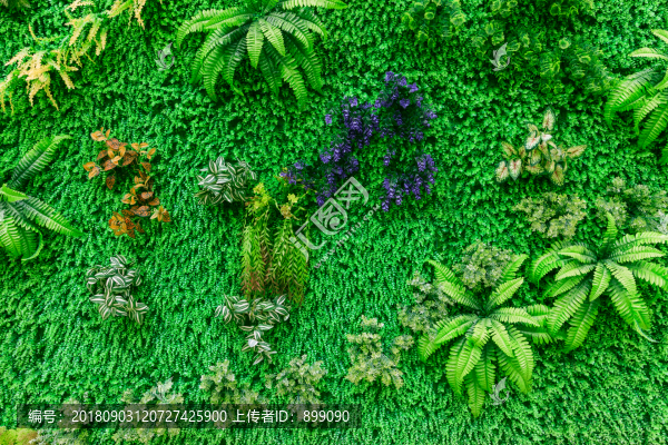 綠植背景