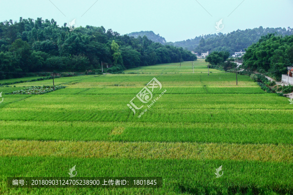 水稻田
