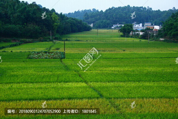 稻田