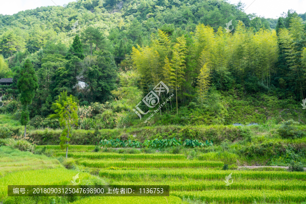 山區(qū)樹林