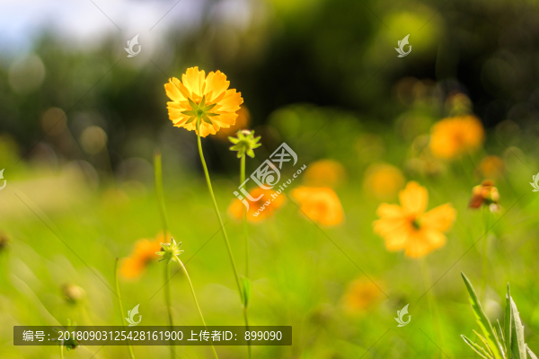 小野花背景