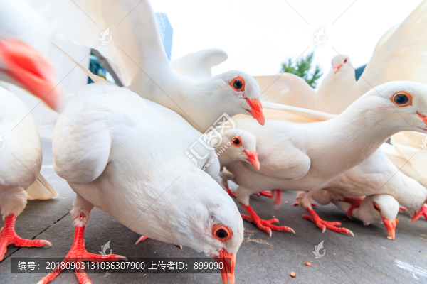 鴿子素材
