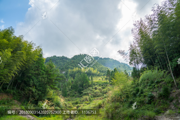茂密青山