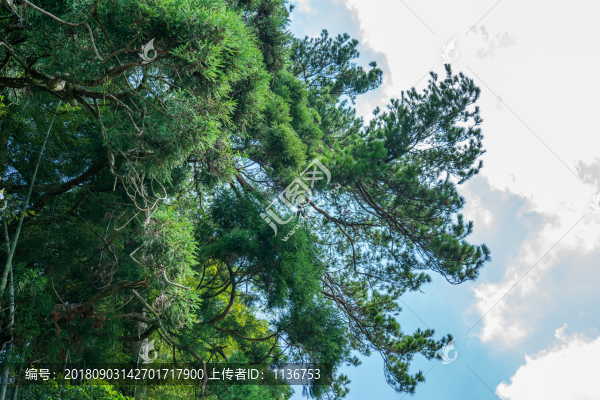 藍天綠樹