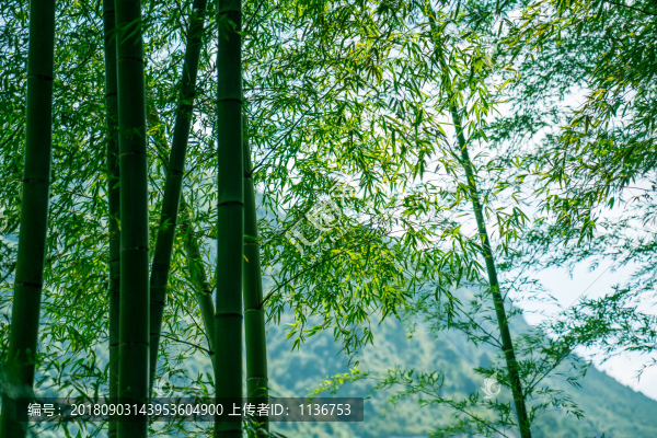 青山翠竹