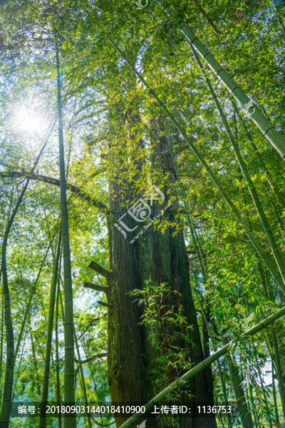 山野竹林