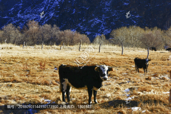奶牛牧場(chǎng)