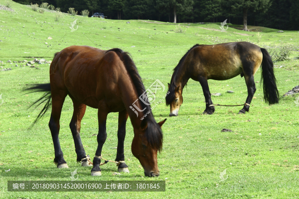 草原馬