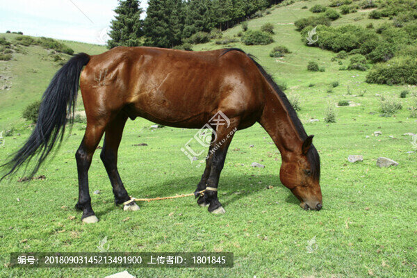 草原馬